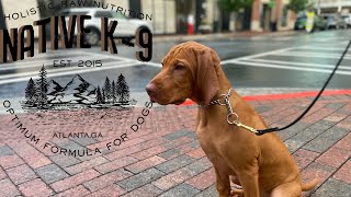 Vizsla Puppy  Leo at 8 weeks to 5 months [upl. by Tidwell]