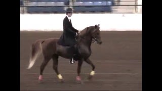 Gaited Morgans at httpsgaitedmorganscom [upl. by Hoag274]