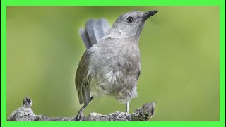 Gray Catbird Song Call Gray Sound Singing  Pájaro Gato Canto  Dumetella Carolinensis [upl. by Aime]