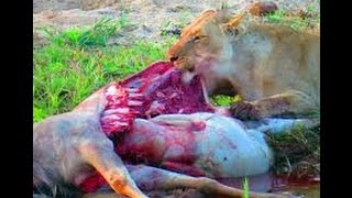 Lion Kill wildebeest [upl. by Asaret]