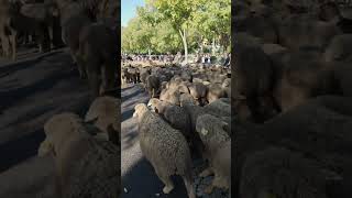 Transhumance dans les rues d’Arles [upl. by Susy123]