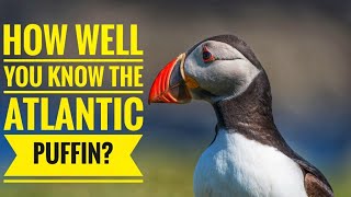 Atlantic Puffin  Description Characteristics and Facts [upl. by Nairbo579]