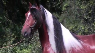 Hacienda Gasparilla Pinto Paso Fino Horses [upl. by Irotal]