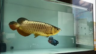 Beautiful Super Gold 24K Arowana with Flowerhorn in One Tank [upl. by Jewelle]