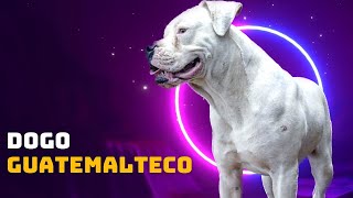 Remix Episode 17 Dogo Guatemalteco  Benjamin Labriel  Lasal Kennel [upl. by Malkin]