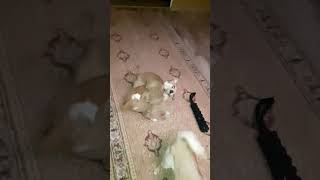 Angry Chihuahuas Fight Club  ACFC  Fight Night №20  Wrestlmania [upl. by Tarkany]