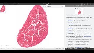 Histologia  Tecido muscular [upl. by Perusse]