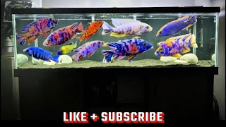 125 GALLON ALL MALE AFRICAN CICHLID PEACOCKHAP TANK UPDATE [upl. by Flosser]