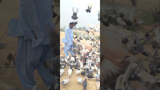 350 Kabotar Lamby Waly like pigeon birds [upl. by Giuliana]