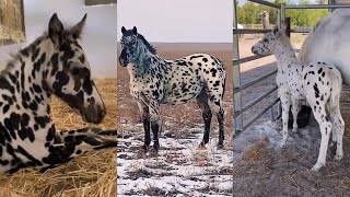 Incredible APPALOOSA Horses and Foals Compilation pt 7 [upl. by Bodnar]