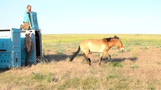 Przewalskis horse returns to Kazakhstan [upl. by Anivram]