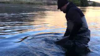 Giant Deschutes River Steelhead  Deep Canyon Outfitters [upl. by Eramal]