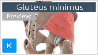 Functions of the gluteus minimus muscle preview  Human Anatomy  Kenhub [upl. by Yared802]