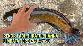 REKOR LAGI‼️RATU Channa LIMBATA BERHASIL TERANGKAT ke Permukaan [upl. by Kendall]