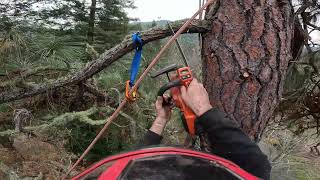 How to optimize tree limb removal The best method [upl. by Snehpets]