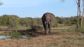 Elephant at Selenkay Conservancy [upl. by Parik]