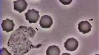 Crawling Neutrophil Chasing a Bacterium [upl. by Erdman]