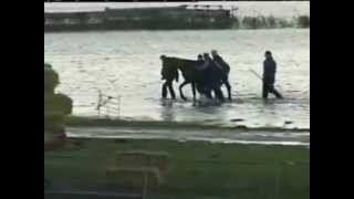 Rescue of 200 horses by 7 women in 2006  Netherland [upl. by Ashti383]