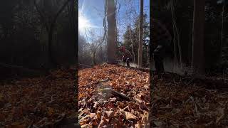 Logging BIG hardwood 🪓 stihl grapevines logging loggingvideos chainsawman felling loggers [upl. by Flavian]