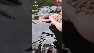 feeding the fish the timeviralshort feshing video alamin [upl. by Lessirg]