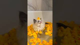 Cute Kittens Videos 😻💞cute kitten [upl. by Martelli]