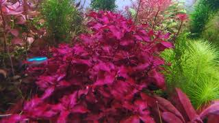 Ludwigia Natans super red  Plants Profile [upl. by Armilla]