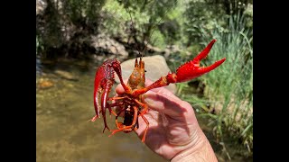 Catching over 50 Crawdads by hand at Piru Creek [upl. by Ominoreg]