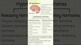 Hypothalamus anatomy and Hypothalamic Hormones [upl. by Arnulfo]