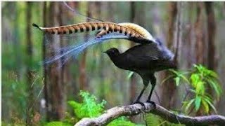 Lyrebird Menura Amazing Voice of Lyrebird Bird Amazing Dance of Lyrebird Bird [upl. by Edak]