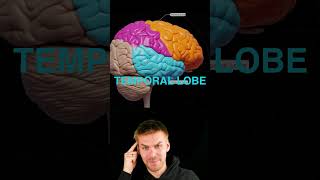 Brain lobes overview [upl. by Alaaj]