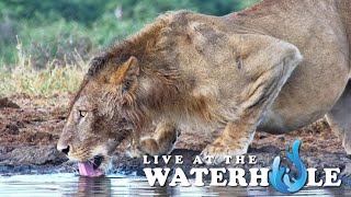 Birds Crocodiles amp Elephants  Live At The Waterhole [upl. by Toft]