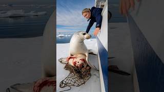 A touching story about a mother seal calling for help from the sailors on the ship to save her baby [upl. by Tegirb]