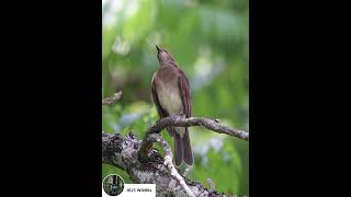 Canto de Zorzal Piquinegro aves avesdecolombia birds SALGAR zorzalpiquinegro [upl. by Aislehc805]