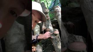 Quick Tip for Growing Shiitake Mushrooms on Logs  Increase Your Success Rate [upl. by Leonor]