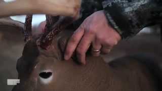 SELFILMEDCOM DSD Posturing Buck Decoy [upl. by Nylarat]