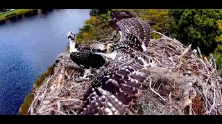 5424 Moorings Park Ospreys Tuffy and Ruffie Compare Wingers [upl. by Nnaeilsel]