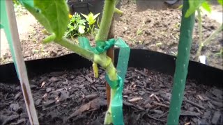 How to Graft Tomato Plants  Part VI  Progress Update 43 Days After Grafting [upl. by Martita]