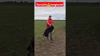 HILFE PUBERTÄT💥🐶Mein Hund wird erwachsen 💥🐶 hundetrainer [upl. by Drofnil]