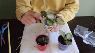 Planting Episcia Cuttings [upl. by Garlan]