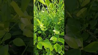 Beautiful Garden Plants 🪴😍 gardening shorts greenery terracegardens foryou fyp fypシ゚viral yt [upl. by Eiliab]