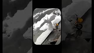 Unexpected Snowfall Hits a Working Woman Her Reaction Will Shock You [upl. by Monjo]