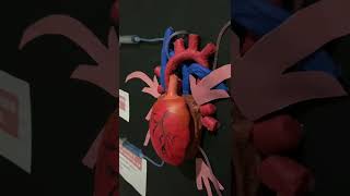 Maqueta sobre fármacos antiarrítmicos y su sitio de acción universitylife medical asmr estudios [upl. by Ydnir905]