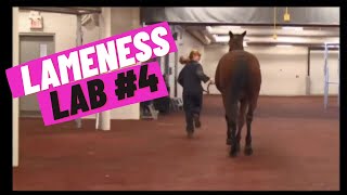 Lameness Lab 4 Is this horse lame [upl. by Kcyrred]