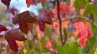 Liquidambar Styraciflua Sweet Gum Autumn Leaves  Fall Colour  Trees For Amazing AutumnFall Colour [upl. by Dniren]