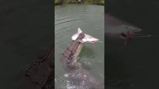 Crocodile attack and eat shark Fishing gone wrong [upl. by York83]