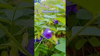 Aprajita plant ek dharmik plant hai garden flowers flowercarehealth planttips gardenremedies [upl. by Hsac137]