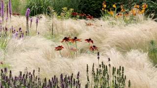 Waves of feathery Stipa [upl. by Ivah]