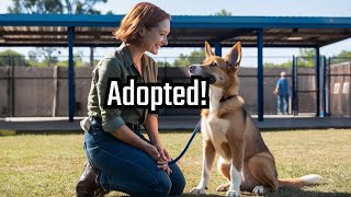 Top Animal Behaviorist Shares Secrets to Finding Your Perfect Shelter Dog  Pawsitive Personals [upl. by Yelsel]