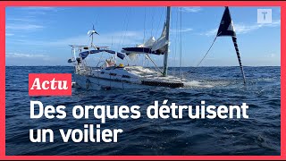 🔴 EXCLUSIF  Leur bateau coule après une attaque d’orques au large du Portugal [upl. by Sudnor]