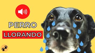 Perros LLORANDO 🐶 Sonidos de Perro Llorando [upl. by Orvil]